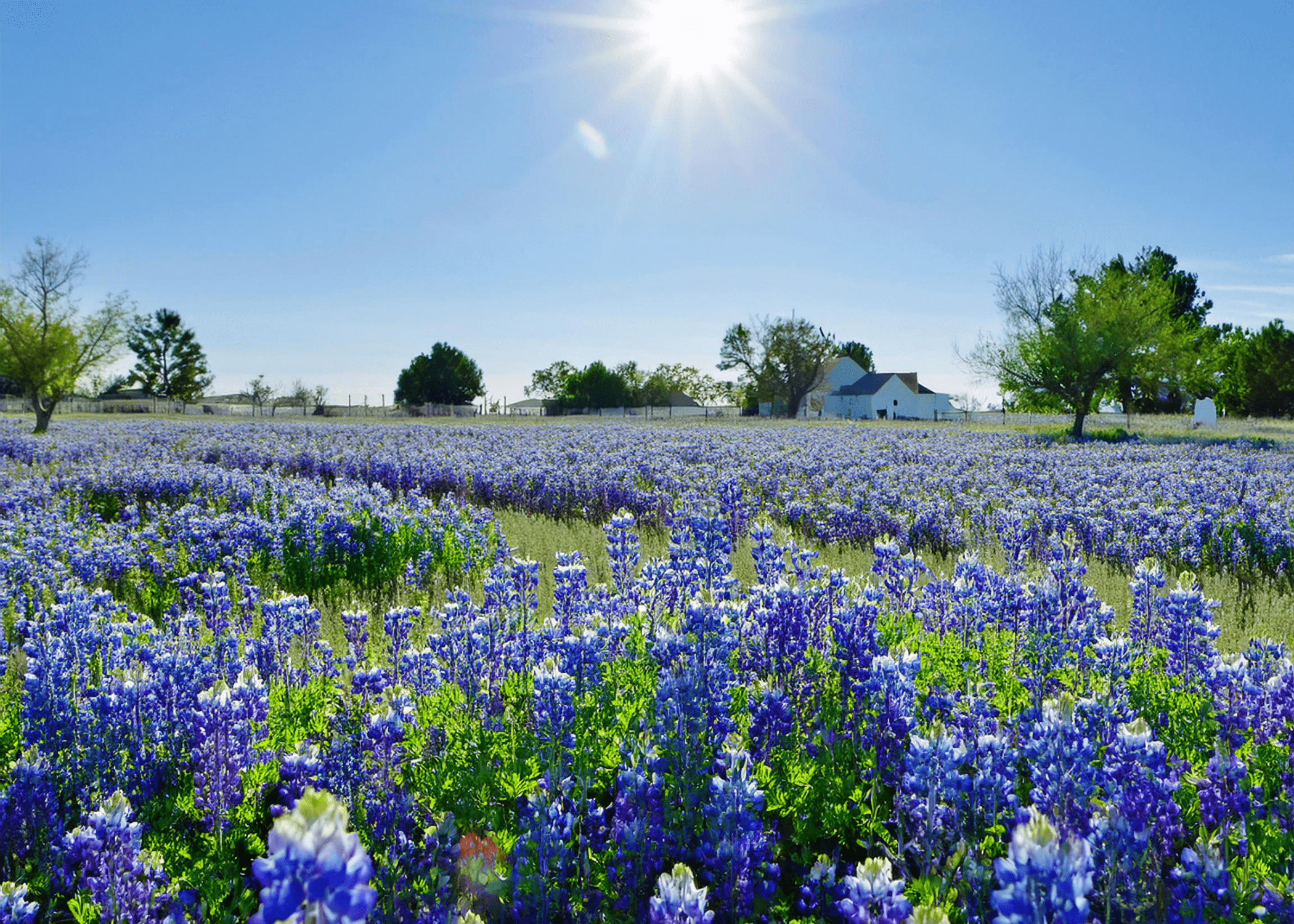 Septic Service and Maintenance in Bulverde, Texas - Trusted Solutions for Local Homes and Businesses